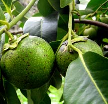 Ta'uch or Chocolate Fruit is a favorite among Yucatan's birds and kinkajous.