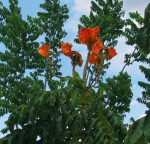 Mayan scholar Tatiana Proskouriakoff  loved viewing though her cottage this exotic flower tree