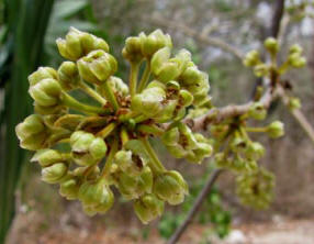 Sweet Acacia (Acacia farnesiana) an extraordinary exotic tree native to Mexico, can be enjoyed at the Maya Jungle Reserve at Hacienda Chichen.  It grows up to 15 meters tall, slim thin trunk with thin branches that flower during May with this lovely clusters of pettit green-yellow blooms.