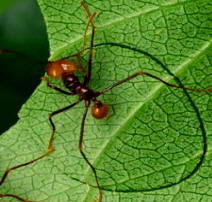 Read more about these amazing ants!