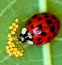 A Lady-Bug beetle is a joy to observe, but seeing her laying eggs in a true luck day