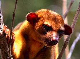 Maya Jungle: Flora and Fauna: Nature Reserve and Bird Refuge - Yucatan, Mexico