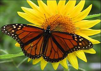 Yucatan Butterflies: Protecting the joys of nature is part of our mission and vision!