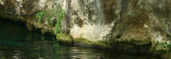 Yucatan Cenotes grow rich blue green algae also known as Mayan Jade algae or Spirulina