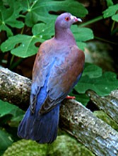 Mayan Bird Guided Tours at Hacienda Chichen - enjoy the sight of Red Billed Pigeons and other wild birds