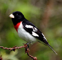 Yucatan bird-watching tours at Hacienda Chichen, observe the Rose-breasted Grosbeak