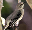 Yucatan birds: Tropical Mockingbird observed at Hacienda Chichen Resort, Chichen Itza