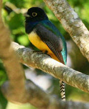 Yucatan Birding at Chichen Itza, you will find Violaceus trogon visiting Hacienda Chichen gardens.