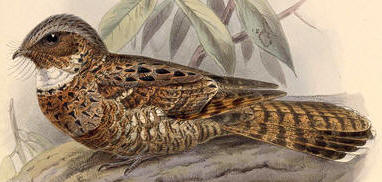 Yucatan endemic birds: Yucatan poorwill, Nyctiphrynus yucatanius found at Hacienda Chichen