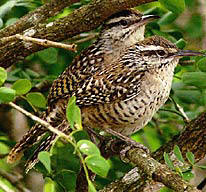 Yucatan Wren at Hacienda Chichen Bird Refuge - come enjoy Mother Nature and Yucatan's Wildlife