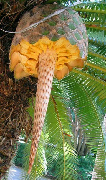 Dioon Cycads Open Fruit, a delight for many wild birds at Hacienda Chichen a green sustainable Spa Resort in Chichen Itza, Yucatan, Mexico