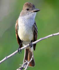 Brown breasted flycatcher at Hacienda Chichen Bird Refuge and Gardens, Chichen Itza, Yucatan, Mexico