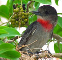 Rose Throated Becard can be observed at Hacienda Chichen's Bird Refuge, Chichen Itza, Yucatan, Mexico