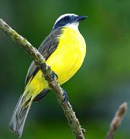 Social Flycatcher birds sing and fly all day long at the gardens of Hacienda Chichen, Chichen Itza, Yucatan, Mexico