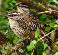 Yucatan Wren Couple in their breeding grounds. Observe them at Hacienda Chichen's Bird Refuge