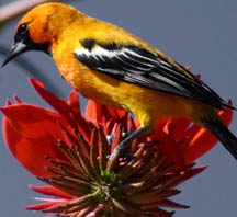 Yucatan endemic birds: Orange Oriole a regular resident at Hacienda Chichen Bird Refuge, Chichen Itza, Yucatan, Mexico