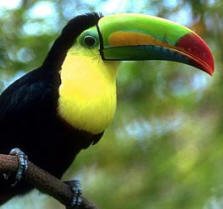 Keel billed Toucan is a migratory bird viewed during breeding season at Hacienda Chichen's Bird Refuge