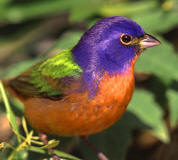 Painted bunting (male) at Hacienda Chichen Bird Refuge, Chichen Itza, Yucatan, Mexico