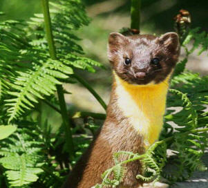 Long-tail weasel are called in Maya "Sabin".
