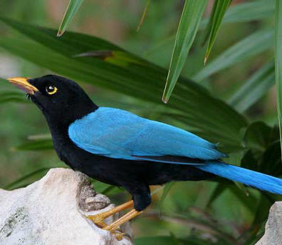 Yucatan Jay Endemic species of the Yucatan Peninsula, Mexico